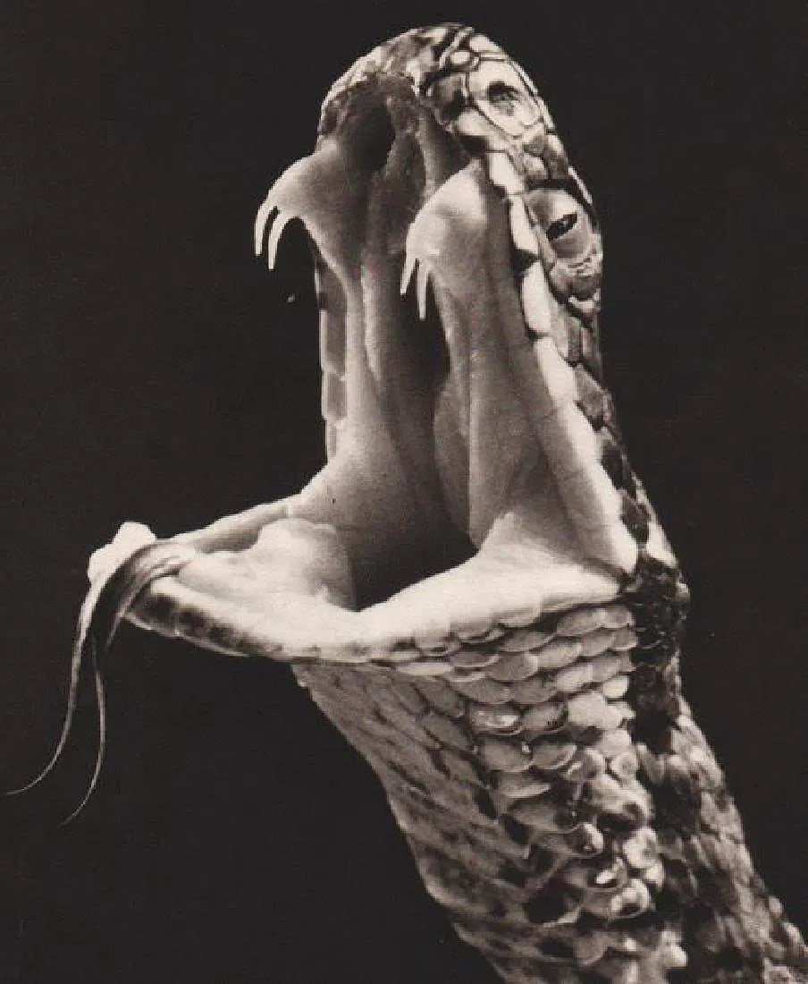 Vj Stanek (Czech,1907 - 1983 ) Print: Vj Stanek (Czech,1907 - 1983 ) Print. Kreuzotter (Adder). Photogravure, Printed in 1954. 7.00 x 8.00 inches. Not hand-signed unless otherwise stated. Lots that contain nudity have been partially obscu