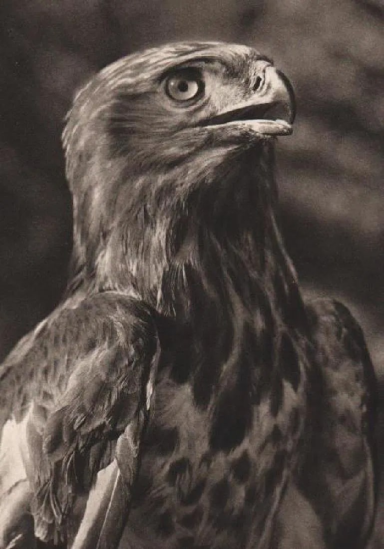 Vj Stanek (Czech,1907 - 1983 ) Print: Vj Stanek (Czech,1907 - 1983 ) Print. Schlangenbussard (Congo Serpant Eagle). Photogravure, Printed in 1954. 6.50 x 9.00 inches. Not hand-signed unless otherwise stated. Lots that contain nudity have 