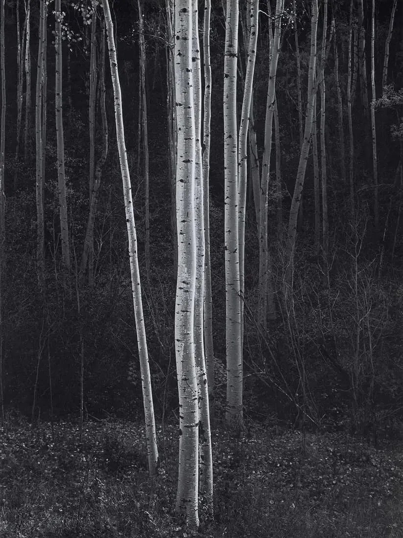 Ansel Adams (American, 1902-1984) Aspens, New Mexico, "1958" Print: Ansel Adams (American, 1902-1984) Aspens, New Mexico, "1958" Print. Printed in the 1980s. 9.40 x 12.50 inches. Please be aware that all lots in our auctions are sold "AS IS," in accordance with the Te