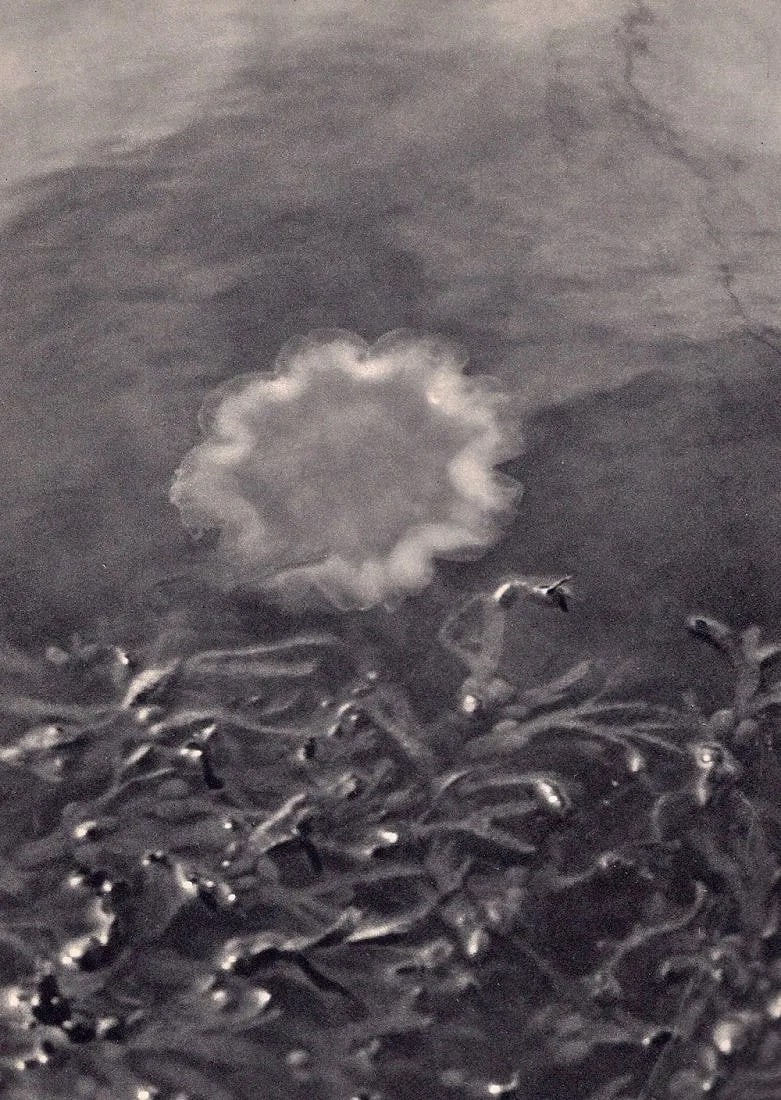 Karin Pellerin Print: Karin Pellerin Print. Jellyfish. Printed in 1932. 7" x 9" inches. Not hand-signed unless otherwise stated. Photomechanical Print. Lots that contain nudity have been partially obscured in the listing;