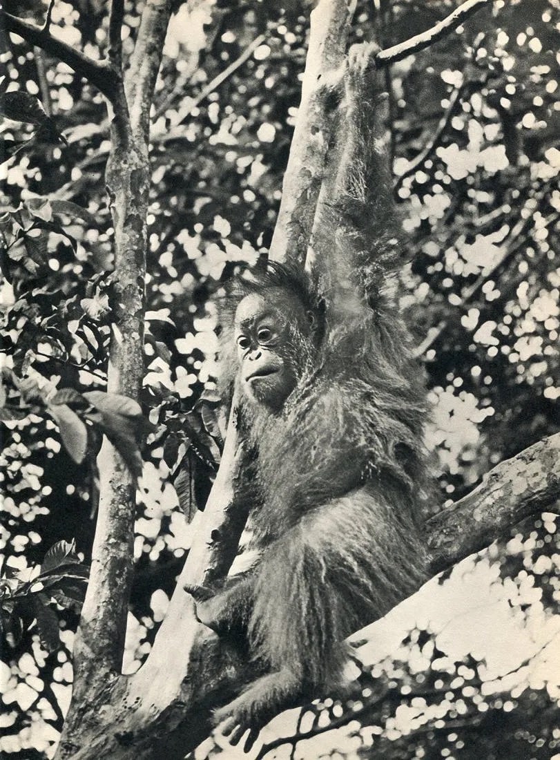 K. F. Wong (Chinese, 1916-1998) Print: K. F. Wong (Chinese, 1916-1998) Print. Orangutan in Sarawak Jungle, Borneo. Printed in 1960. 8 x 11 inches. Not hand-signed unless otherwise stated. Photomechanical Print. Lots that contain nudity