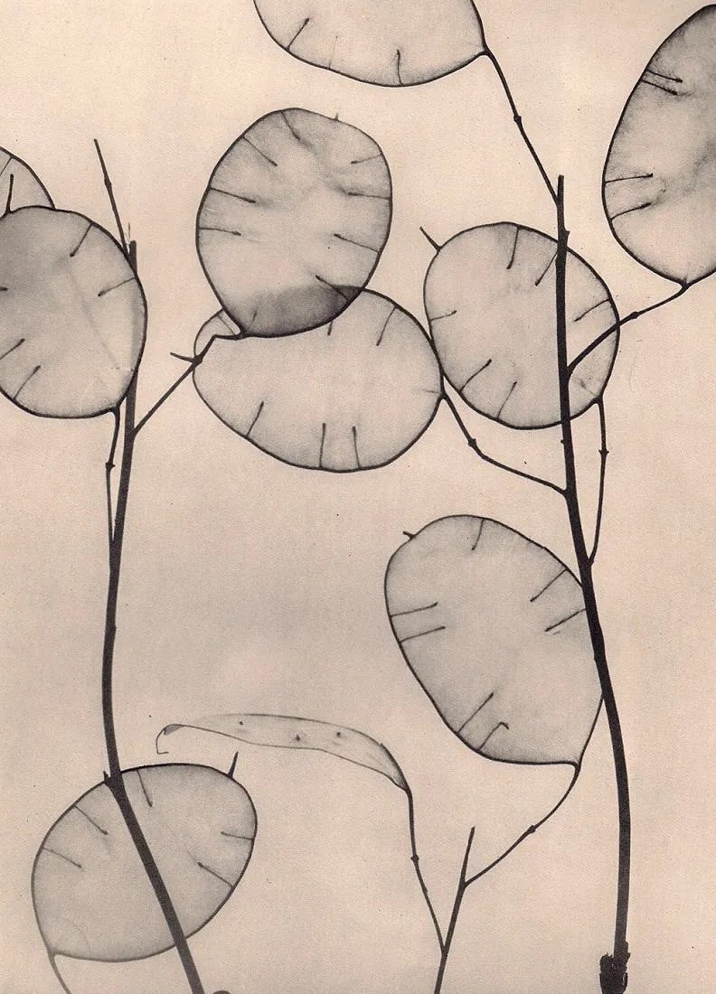 Willy Zielke (German, 1902-1989) Print: Willy Zielke (German, 1902-1989) Print. "Money Plant Seedpods". Printed in 1930. 7" x 9" inches. Not hand-signed unless otherwise stated. Photomechanical Print. Lots that contain nudity have been