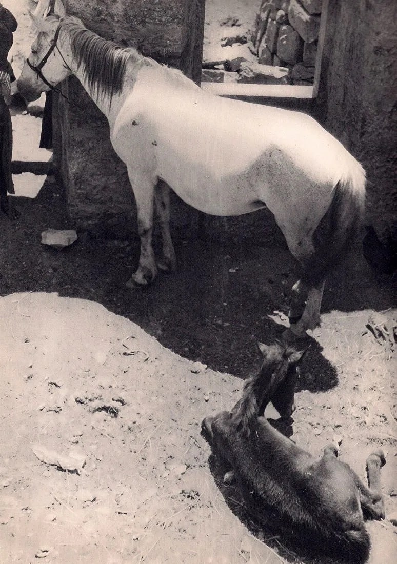 Marianne Breslauer (German, 1909-2001) Print: Marianne Breslauer (German, 1909-2001) Print. Horses. Printed in 1932. 8" x 11" inches. Not hand-signed unless otherwise stated. Photomechanical Print. Lots that contain nudity have been partially