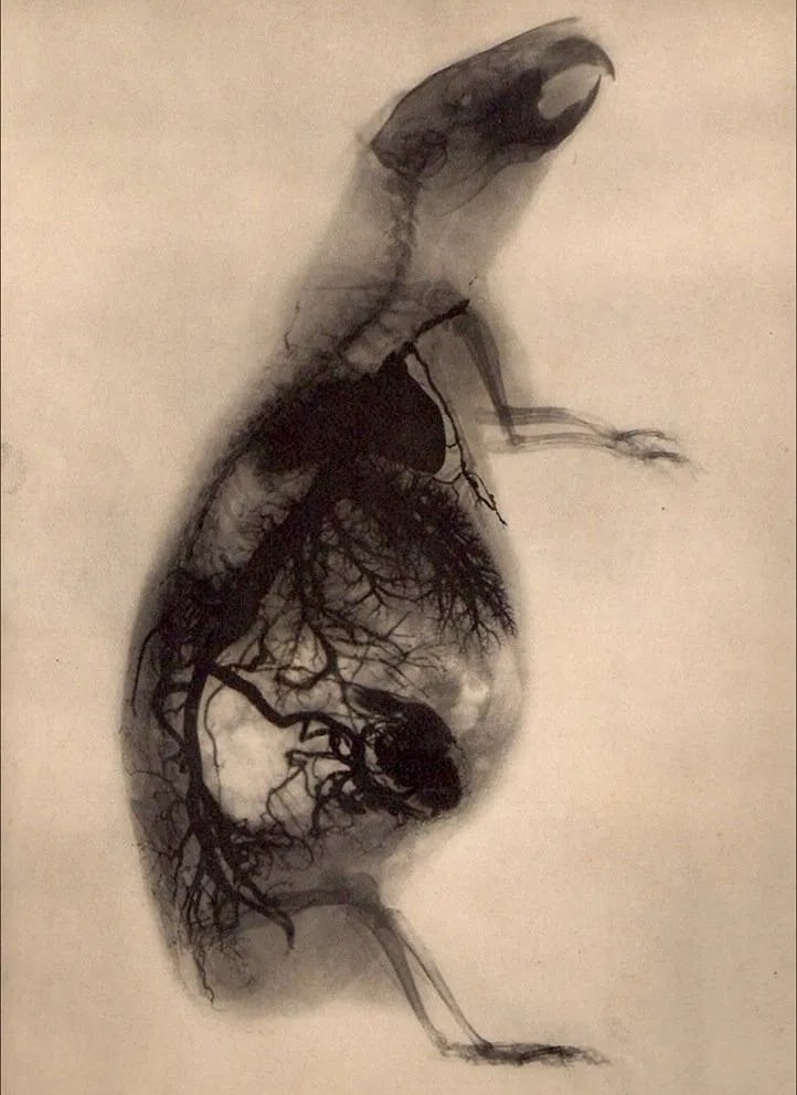 Prof. Contremoulin Print: Prof. Contremoulin Print. Radiographie d'un Cobaye. Printed in 1930. 7" x 9" inches. Not hand-signed unless otherwise stated. Photomechanical Print. Lots that contain nudity have been partially