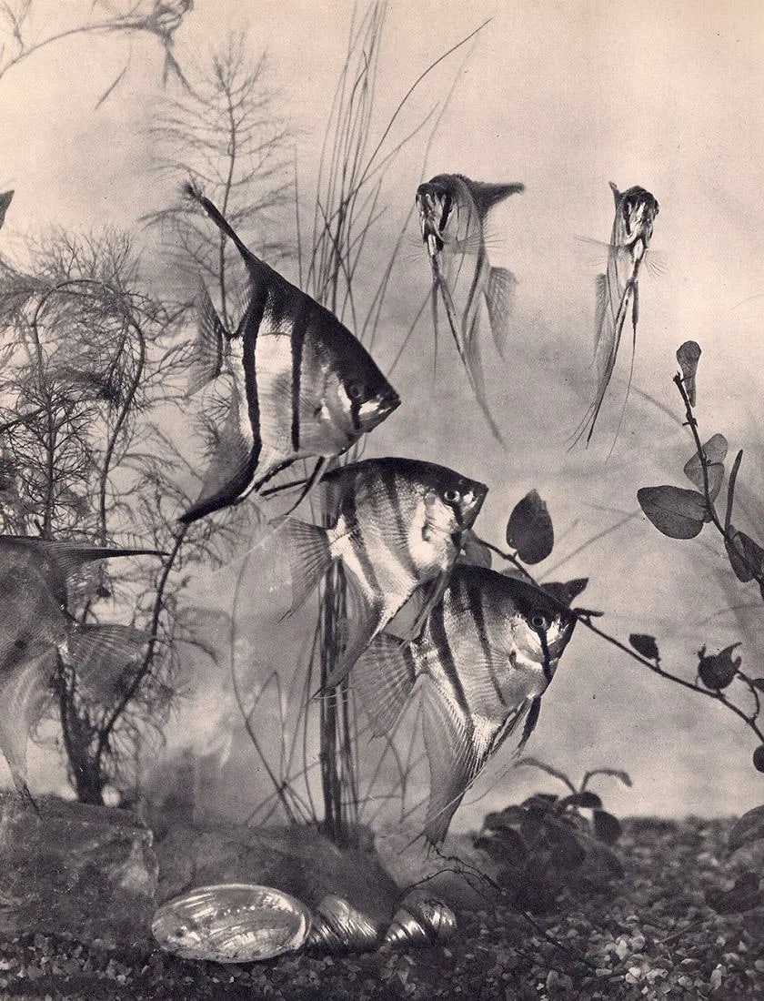 Henri Lacheroy (French, 1884-1960) Print (1 of 1)