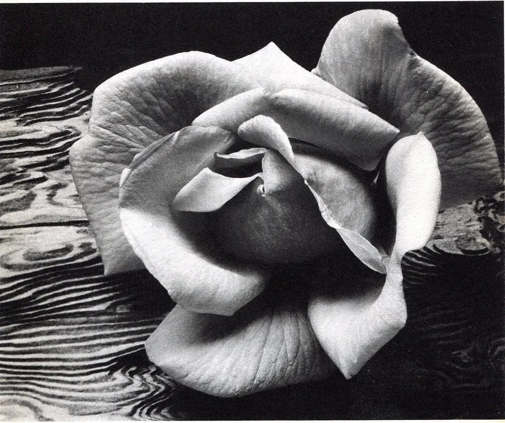 Ansel Adams (American, 1902- 1984) Print: Ansel Adams (American, 1902- 1984) Print. Rose & Driftwood - Gravure. Printed in 1946. 6.75 x 5.5 inches. Not hand-signed unless otherwise stated. Photomechanical Print. Lots that contain nudity have 