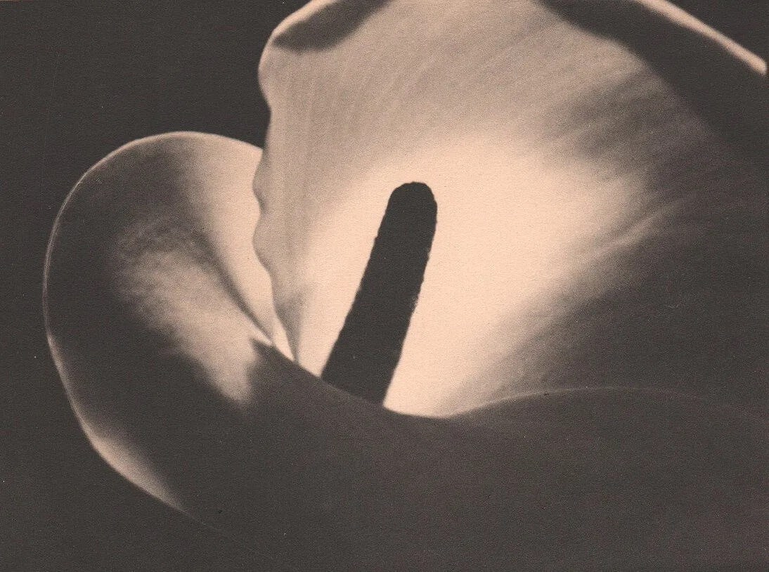 John Hagemeyer Print: John Hagemeyer Print. Calla Lily. Printed in 1926. 7.5" X 5.5" inches. Not hand-signed unless otherwise stated. Photomechanical Print. Lots that contain nudity have been partially obscured in the list