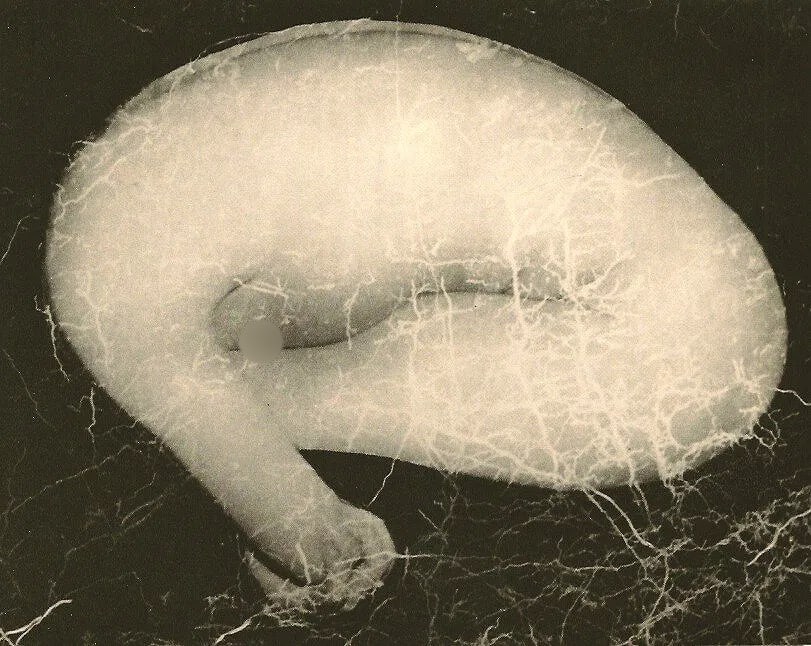 Koichi Sako (Japanese, 1918-2010) Print (1 of 1)