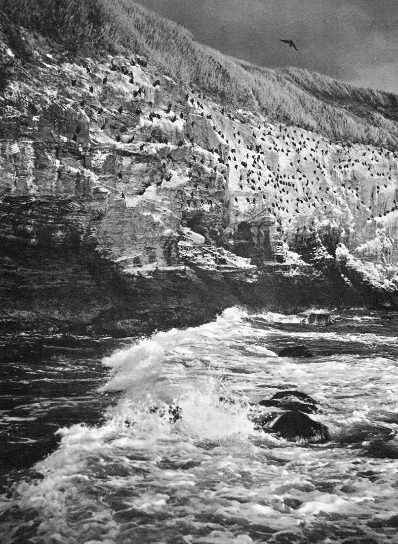 Tadakichi Okajima Print: Tadakichi Okajima Print. Cormorants - Tokyo. Printed in 1958. 9 x 11 inches. Not hand-signed unless otherwise stated. Photomechanical Print. Lots that contain nudity have been partially obscured in