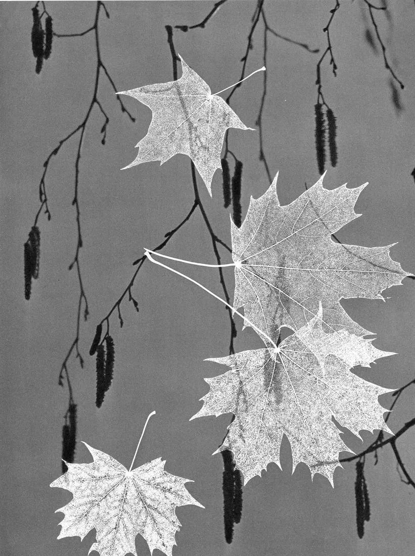 Emil Obrovsky Print: Emil Obrovsky Print. Autumn Leaves - Austria. Printed in 1958. 9 x 11 inches. Not hand-signed unless otherwise stated. Photomechanical Print. Lots that contain nudity have been partially obscured in