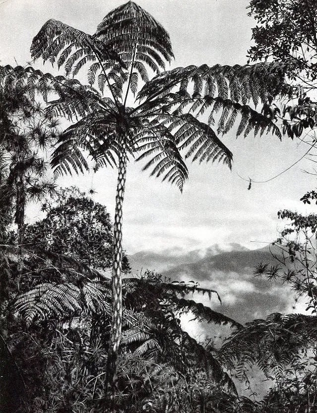 Dr. Fr. Ahlfeld Print: Dr. Fr. Ahlfeld Print. Giant Fern at Mapiri - Gravure. Printed in 1931. 7 x 9 inches. Not hand-signed unless otherwise stated. Photomechanical Print. Lots that contain nudity have been partially obscu