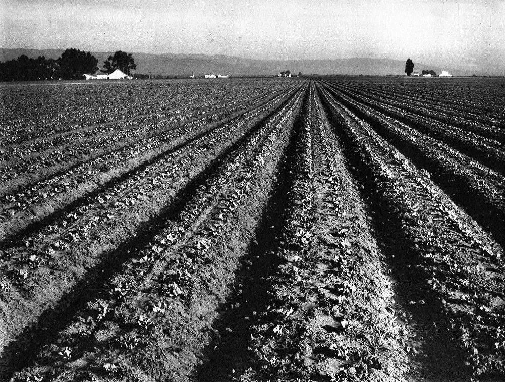 Edward Weston (American, 1886-1958) Print: Edward Weston (American, 1886-1958) Print. Lettuce Ranch - PhotoGravure. Printed in 1935. 10 X 7 inches. Not hand-signed unless otherwise stated. Photomechanical Print. Lots that contain nudity have b