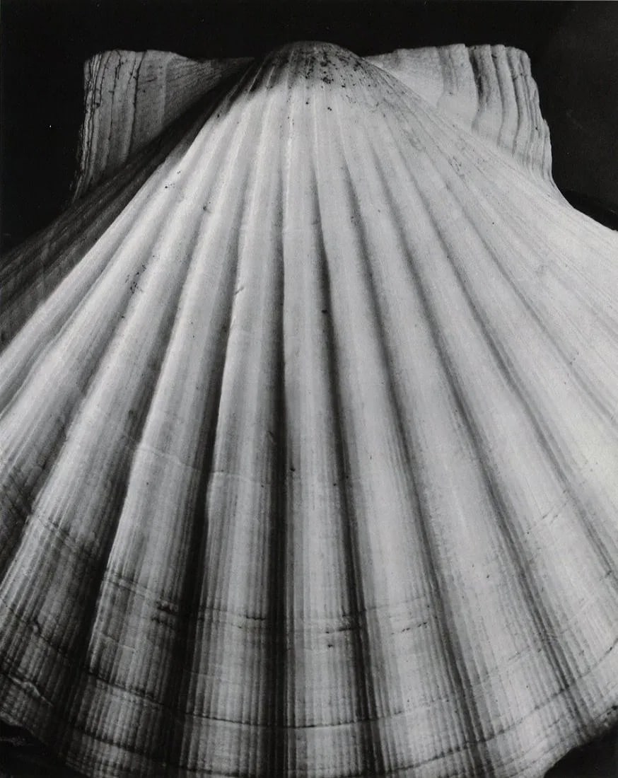 Horst P. Horst (German-American, 1906-1999) Print: Horst P. Horst (German-American, 1906-1999) Print. Pecten Ziczac, 1944 - Gravure. Printed in 1992. 9.5 x 12 inches. Not hand-signed unless otherwise stated. Photomechanical Print. Lots that contain
