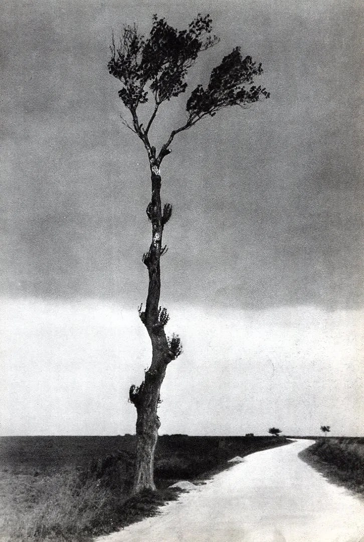 Emile Gos (Swiss, 1888-1969) Print: Emile Gos (Swiss, 1888-1969) Print. Tree - PhotoGravure. Printed in 1936. 7.5 x 11 inches. Not hand-signed unless otherwise stated. Photomechanical Print. Lots that contain nudity have been partially 
