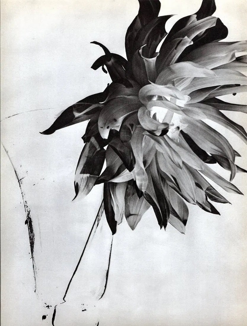 G Monnier Print: G Monnier Print. Flower, Solarization - PhotoGravure. Printed in 1936. 9 x 12 inches. Not hand-signed unless otherwise stated. Photomechanical Print. Lots that contain nudity have been partially obscu