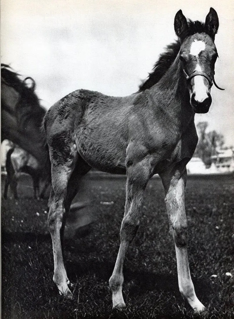 De Mire (plaisir de France) Print: De Mire (plaisir de France) Print. Colt - PhotoGravure. Printed in 1936. 9 x 12 inches. Not hand-signed unless otherwise stated. Photomechanical Print. Lots that contain nudity have been partially obs