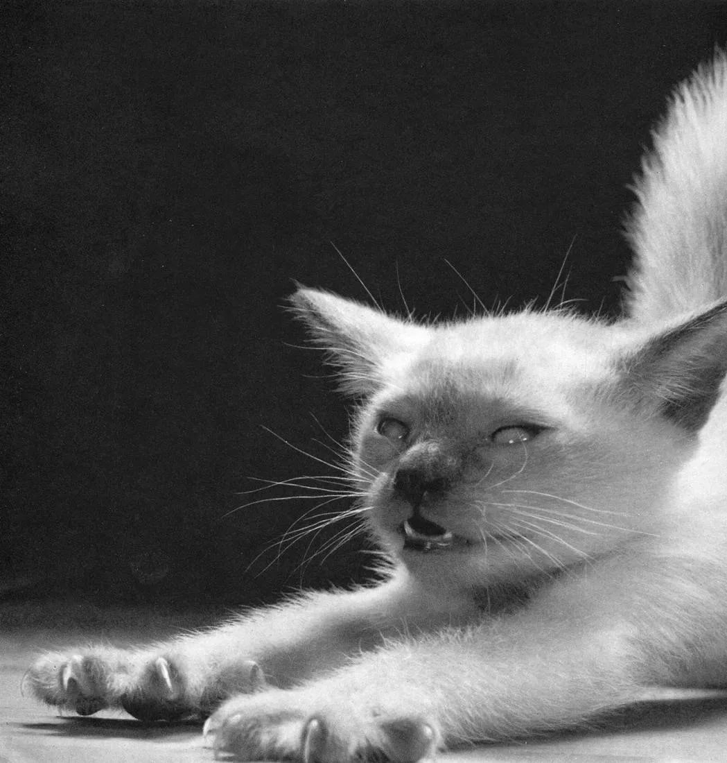 Walter Chandoha (American, 1920-2019) Print: Walter Chandoha (American, 1920-2019) Print. Siamese Kitten Waking Up. Printed in 1959. 9 x 7 inches. Not hand-signed unless otherwise stated. Photomechanical Print. Lots that contain nudity have