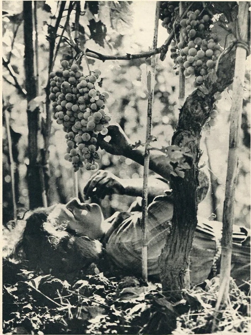 Ermano Biagini Print: Ermano Biagini Print. Ripe Grapes - Gravure. Printed in 1934. 6 x 8 inches. Not hand-signed unless otherwise stated. Photomechanical Print. Lots that contain nudity have been partially obscured in the