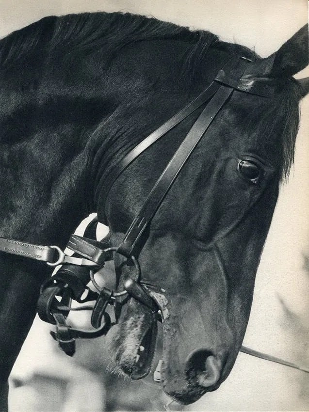 Julius Arnfeld Print: Julius Arnfeld Print. Horse. Printed in 1935. 7.00 x 9.00 inches Not hand-signed unless otherwise stated. Photomechanical Print. Lots that contain nudity have been partially obscured in the listing;