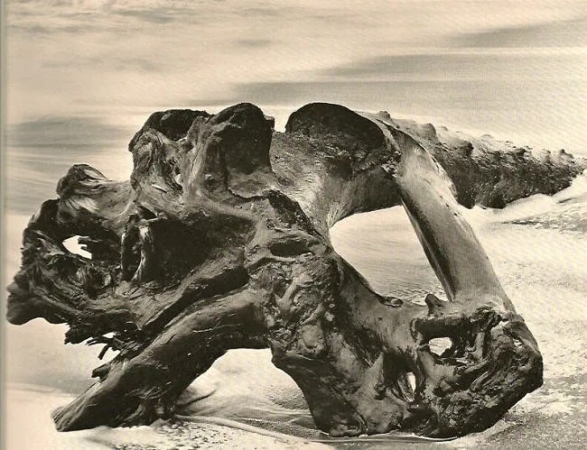Wynn Bullock (American, 1902-1975) Print: Wynn Bullock (American, 1902-1975) Print. Driftwood. Printed in 1971. 8.00 x 6.00 inches Not hand-signed unless otherwise stated. Photomechanical Print. Lots that contain nudity have been partially ob