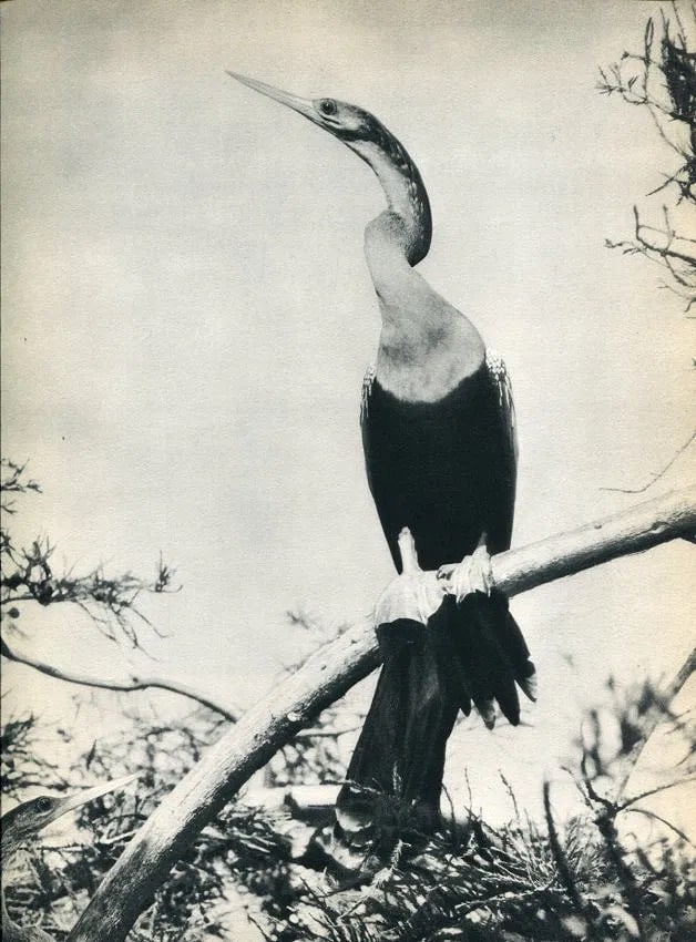 Harold Costa Haliday Print: Harold Costa Haliday Print. The Anhinga. Printed in 1936. 8.50 x 10.50 inches Not hand-signed unless otherwise stated. Photomechanical Print. Lots that contain nudity have been partially obscured in