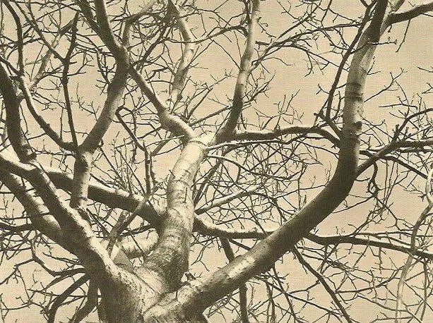 Erhard Dorner Print: Erhard Dorner Print. Esche. Printed in 1931. 6.00 x 4.00 inches Not hand-signed unless otherwise stated. Photomechanical Print. Lots that contain nudity have been partially obscured in the listing;