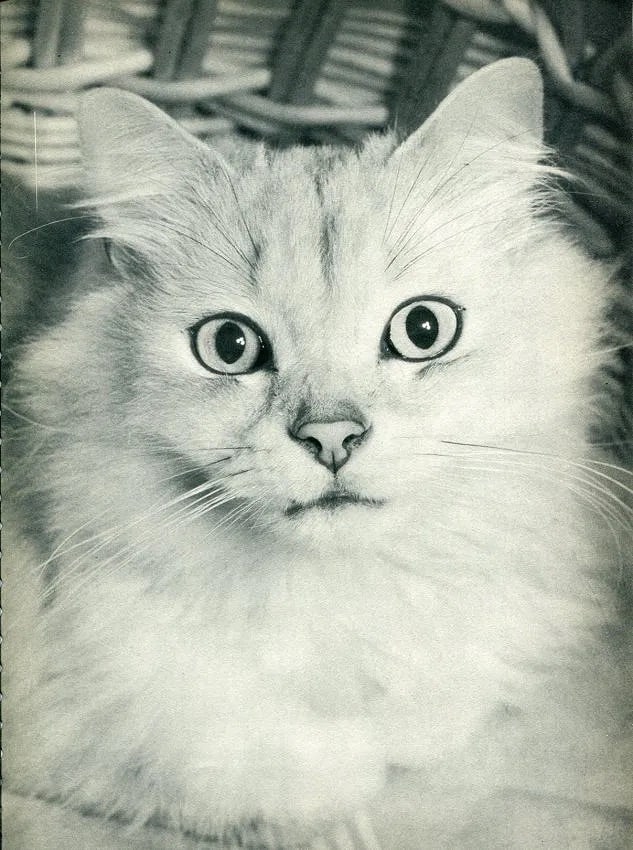 Henry Flannery Print: Henry Flannery Print. Cat. Printed in 1936. 8.50 x 10.50 inches Not hand-signed unless otherwise stated. Photomechanical Print. Lots that contain nudity have been partially obscured in the listing;
