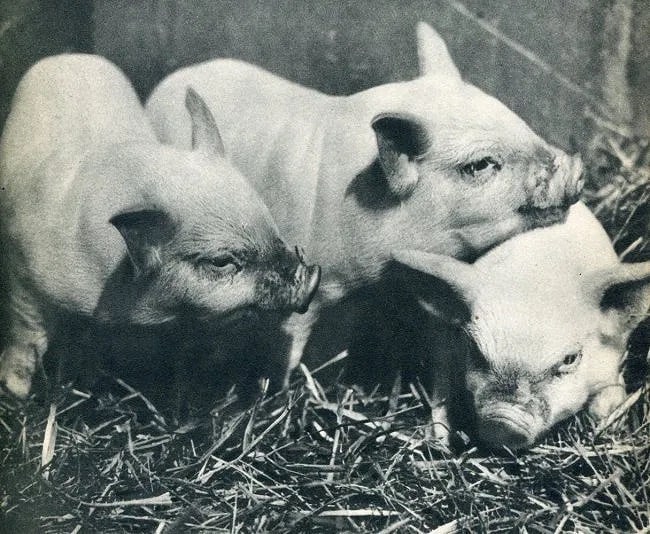 Hughes W Gerard (Scottish, 1924-2014) Print: Hughes W Gerard (Scottish, 1924-2014) Print. Pigs. Printed in 1936. 8.50 x 6.00 inches Not hand-signed unless otherwise stated. Photomechanical Print. Lots that contain nudity have been partially