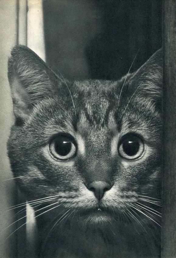 Torkel Korling ( Swedish-born American, 1903-1998 ) Print: Torkel Korling ( Swedish-born American, 1903-1998 ) Print. Cat. Printed in 1936. 8.00 x 11.00 inches Not hand-signed unless otherwise stated. Photomechanical Print. Lots that contain nudity have been