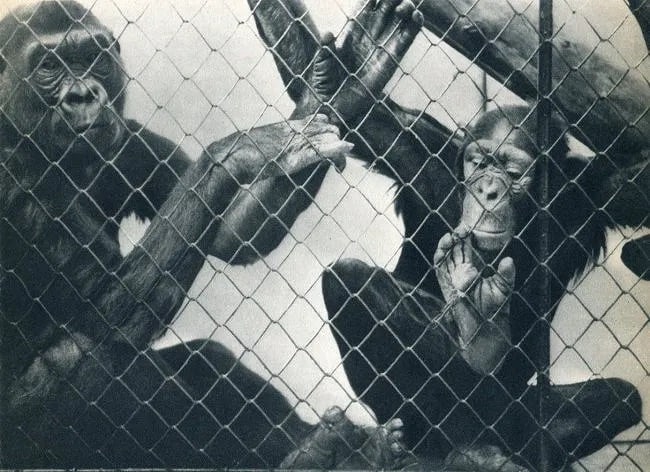 Leo Pavelle (American, 1912-1990) Print: Leo Pavelle (American, 1912-1990) Print. Monkeys. Printed in 1936. 8.50 x 6.00 inches Not hand-signed unless otherwise stated. Photomechanical Print. Lots that contain nudity have been partially