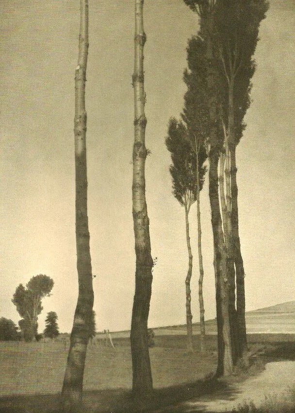 Theo Schafgans Print: Theo Schafgans Print. Trees. Printed in 1933. 6.00 x 8.00 inches Not hand-signed unless otherwise stated. Photomechanical Print. Lots that contain nudity have been partially obscured in the listing;