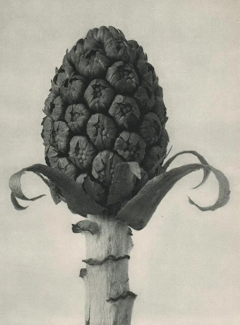 Karl Blossfeldt (German, 1865-1932 ) Print: Karl Blossfeldt (German, 1865-1932 ) Print. Petasites officinalis. Printed in 1929.5.50 x 5.00 inches. Not hand-signed unless otherwise stated. Photomechanical Print. Lots that contain nudity have bee