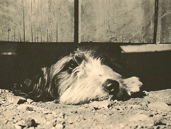 Cyril Arapoff (British, 1898-1976) Print: Cyril Arapoff (British, 1898-1976) Print. Study of a Dog. Printed in 1935. 6.50 x 5.00 inches Not hand-signed unless otherwise stated. Photomechanical Print. Lots that contain nudity have been