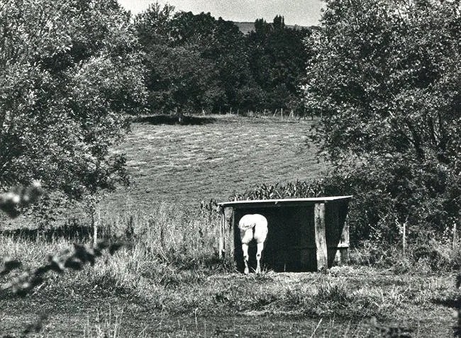Robert Doisneau (French, 1912-1994) Print: Robert Doisneau (French, 1912-1994) Print. The White Horse. Printed in 1979. 7.00 x 5.00 inches Not hand-signed unless otherwise stated. Photomechanical Print. Lots that contain nudity have been parti