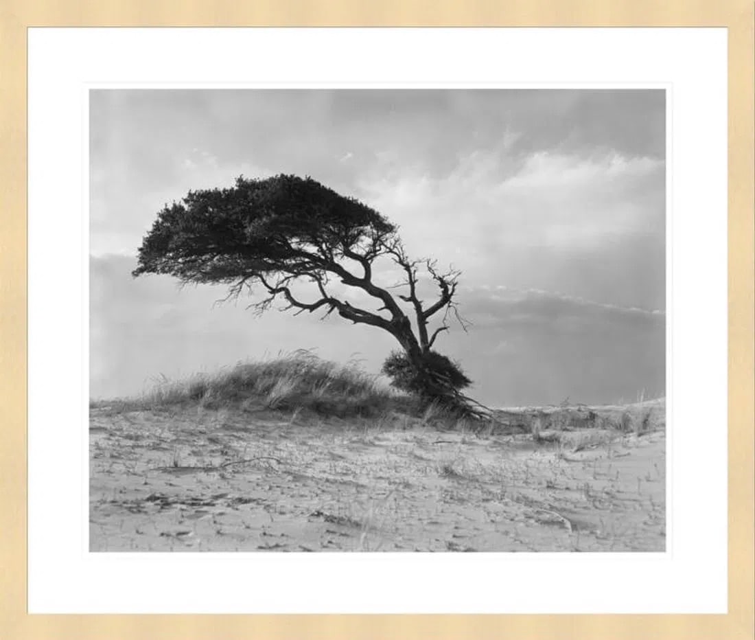 After Hugh Morton (American, 1921-2006) Print: After Hugh Morton (American, 1921-2006) Print. Live Oak, Outer Banks, North Carolina, "1967". 21.00 x 17.00 (sight), 27.50 x 23.50 (framed) inches. Not hand-signed unless otherwise stated. Photomechan
