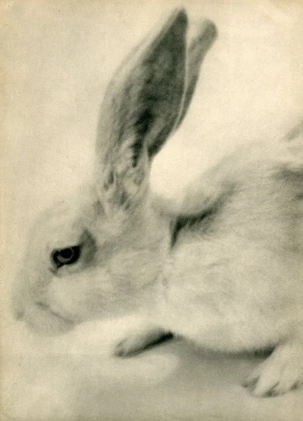 Martin Munkacsi (Hungarian, 1896-1963 ) Print: Martin Munkacsi (Hungarian, 1896-1963 ) Print. Rabbit. Printed in 1930. 9.00 x 11.50 inches Not hand-signed unless otherwise stated. Photomechanical Print. Lots that contain nudity have been