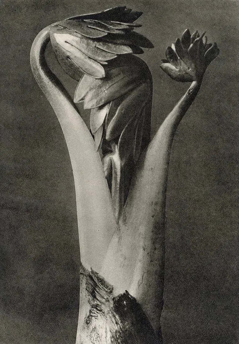 Karl Blossfeldt (German, 1865-1932) Print: Karl Blossfeldt (German, 1865-1932) Print. Abutilon. Printed in 1929, Germany. 7.25 x 10.00 inches. Not hand-signed unless otherwise stated. Photomechanical Print. Lots that contain nudity have been p