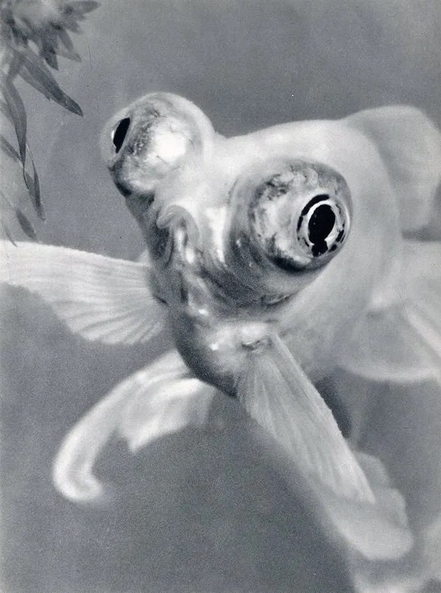 Paul Unger Print: Paul Unger Print. Bug-eyed Goldfish. Printed in 1932. 7.00 x 9.00 inches Not hand-signed unless otherwise stated. Photomechanical Print. Lots that contain nudity have been partially obscured in the