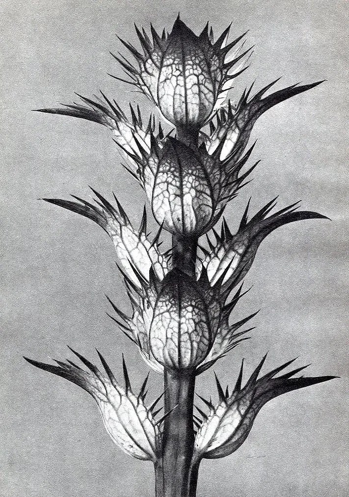 Karl Blossfeldt (German, 1865-1932) Print: Karl Blossfeldt (German, 1865-1932) Print. Commons Bear s Breech. Printed in 1936, Ernst Wasmuth, Germany. 7.00 x 10.00 inches. Not hand-signed unless otherwise stated. Photomechanical Print. Lots tha