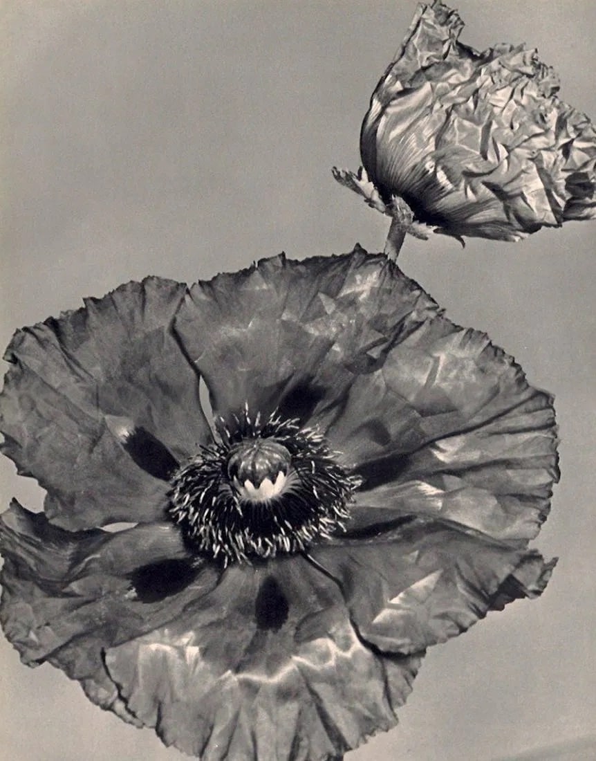 Ergy Landau (France, 1896-1967) Print: Ergy Landau (France, 1896-1967) Print. "Fleur". Printed in 1940. 9.00 x 11.00 inches Not hand-signed unless otherwise stated. Photomechanical Print. Lots that contain nudity have been partially obscur