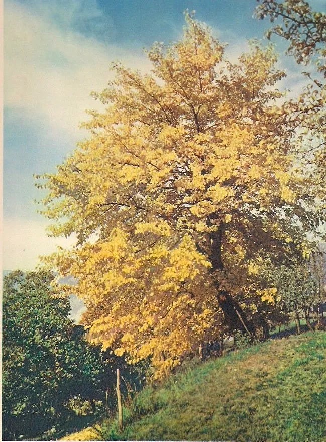 Victor Michel (fils de) Print: Victor Michel (fils de) Print. Paysage aux Arbres. Printed in 1939. 7.00 x 9.00 inches Not hand-signed unless otherwise stated. Photomechanical Print. Lots that contain nudity have been partially