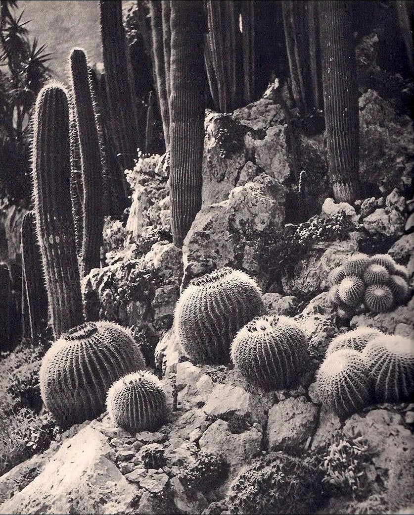 Willy Maywald (German, 1907-1985 ) Print: Willy Maywald (German, 1907-1985 ) Print. Exotic Garden in Monaco. Printed in 1939. 9.00 x 10.00 inches Not hand-signed unless otherwise stated. Photomechanical Print. Lots that contain nudity have