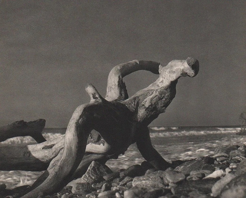 Fina Revenga Gomez (Venezuelan, 1920-1997) Print: Fina Revenga Gomez (Venezuelan, 1920-1997) Print. Driftwood. Printed in 1954. 11.00 x 9.00 inches Not hand-signed unless otherwise stated. Photomechanical Print. Lots that contain nudity have been