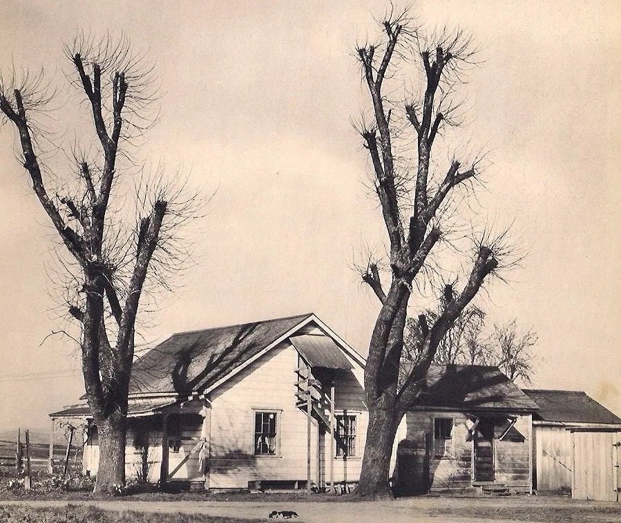 Edward Weston (American, 1886-1958) Print (1 of 1)