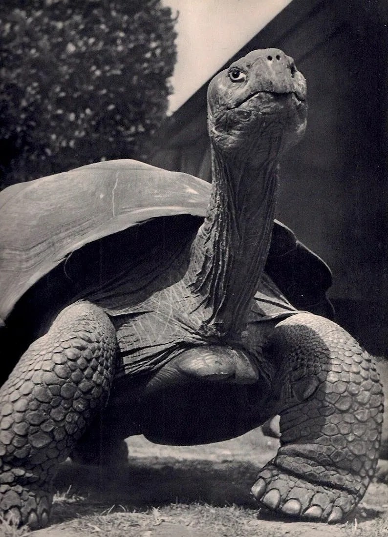 Ylla (Hungarian, 1911-1955) Print Print (1 of 1)