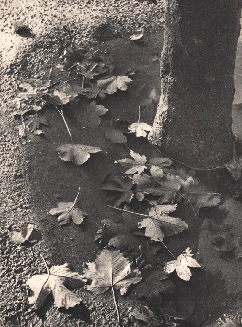 Bruno Stefani Print: Bruno Stefani Print. Leaves. Printed in 1936. 7.00 x 9.00 inches Not hand-signed unless otherwise stated. Photomechanical Print. Lots that contain nudity have been partially obscured in the listing;