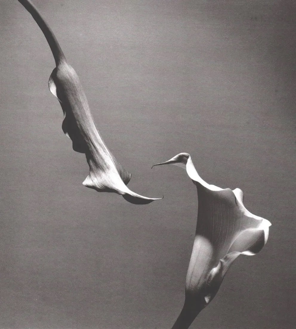 Horst P. Horst (German-American, 1906-1999) Print: Horst P. Horst (German-American, 1906-1999) Print. Two Callas 1989. Printed in 1992. 10.00 x 11.00 inches Not hand-signed unless otherwise stated. Photomechanical Print. Lots that contain nudity have 