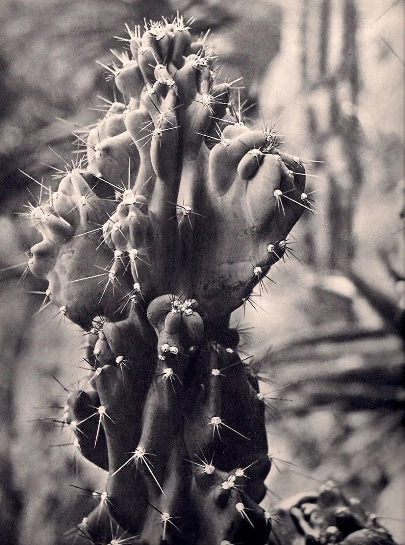 Brassaï (Hungarian-French, 1899-1984) Print: Brassaï (Hungarian-French, 1899-1984) Print. Cactus. Printed in 1939. 9.00 x 11.00 inches Not hand-signed unless otherwise stated. Photomechanical Print. Lots that contain nudity have been partially