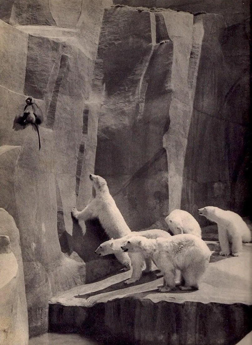 Andre Durand Print: Andre Durand Print. Polar Bears. Printed in 1935. 9.00 x 11.00 inches Not hand-signed unless otherwise stated. Photomechanical Print. Lots that contain nudity have been partially obscured in the