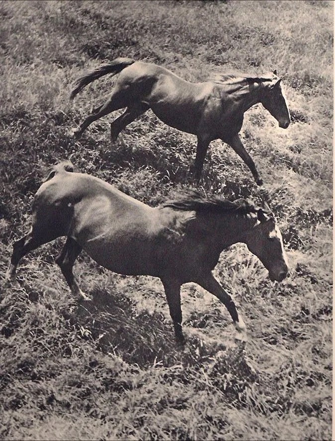 Hein Gorny (German, 1904-1967) Print: Hein Gorny (German, 1904-1967) Print. Chevaux. Printed in 1937. 7.50 x 9.00 inches Not hand-signed unless otherwise stated. Photomechanical Print. Lots that contain nudity have been partially